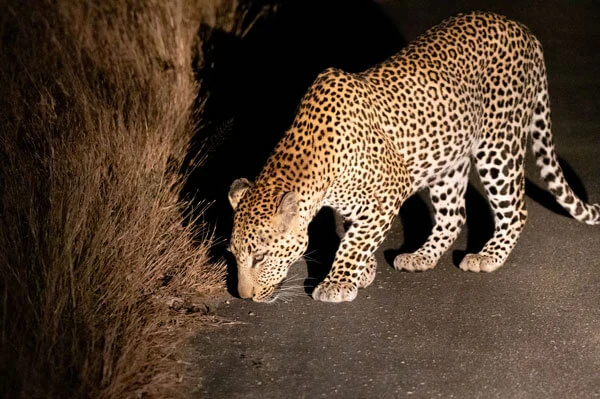 Jock Safari Lodge: A Honeymoon to Remember in the Heart of Kruger, photo 7